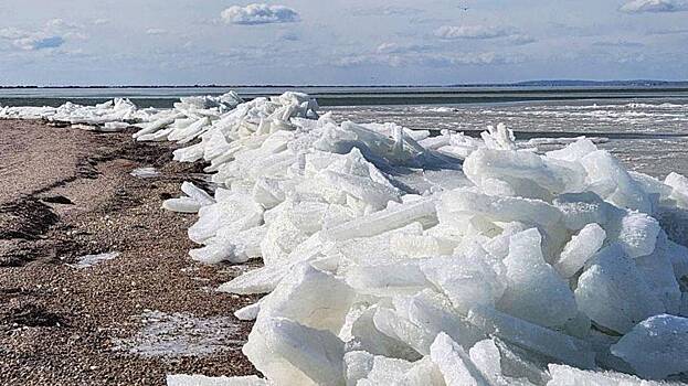 Rare Toros appears on Anapa beach due to serious frost